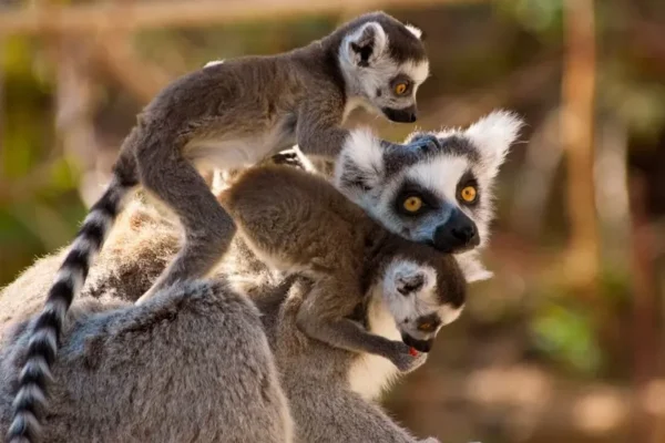 mom lemur with 2 baby lemur's on her back