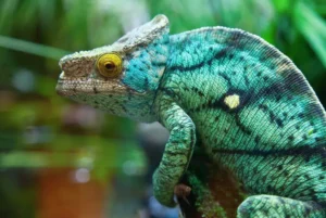 close up of a blue chameleon with yellow around eye
