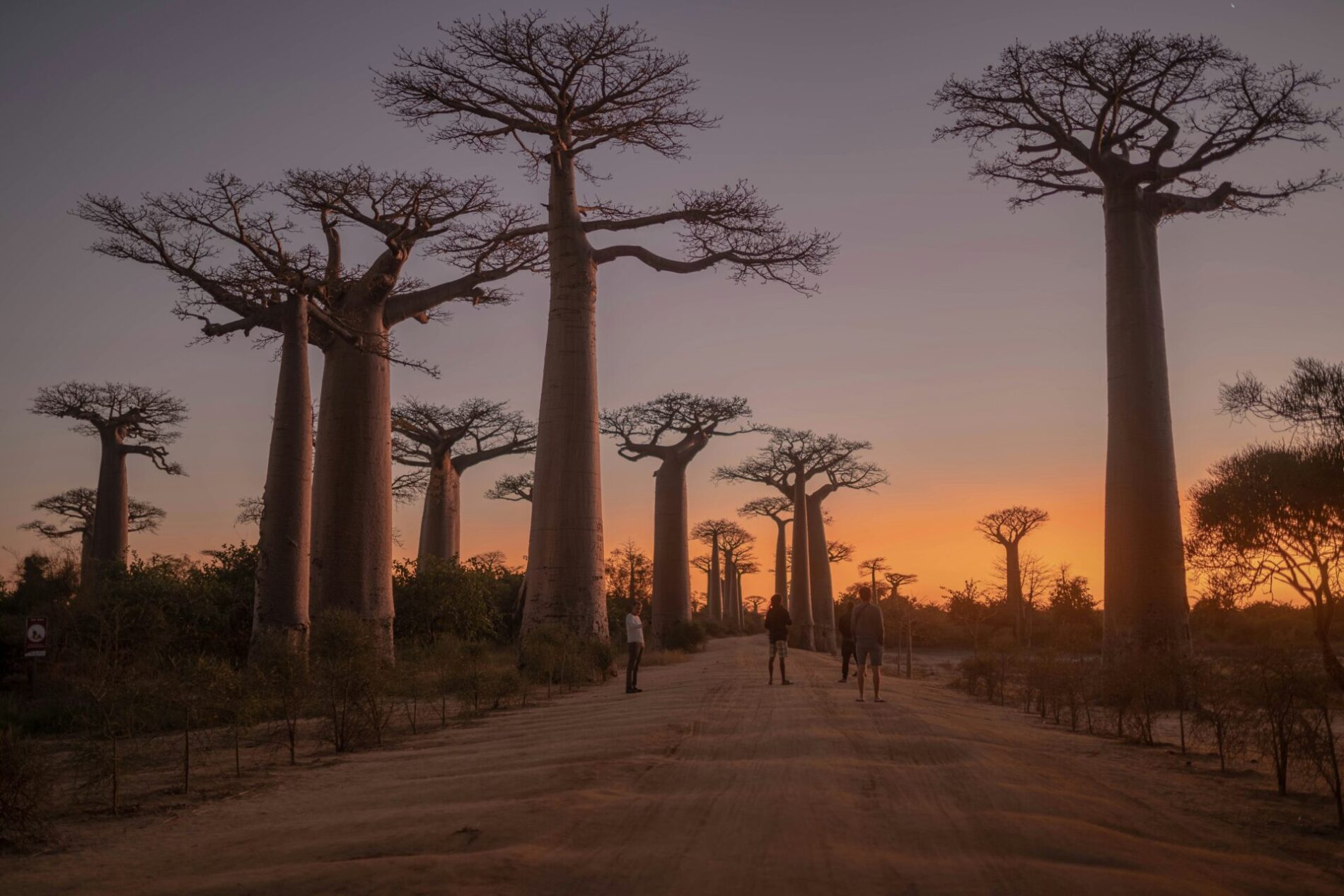 sunset on baobab avenue with trees