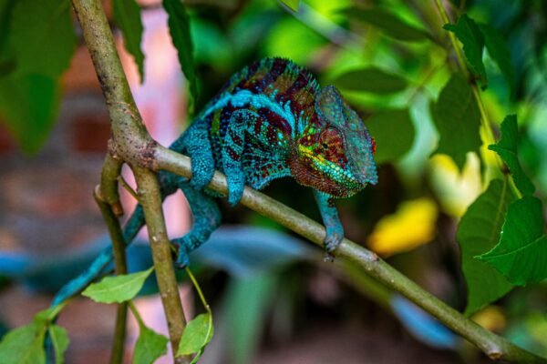 close of of a blue and red chameleon