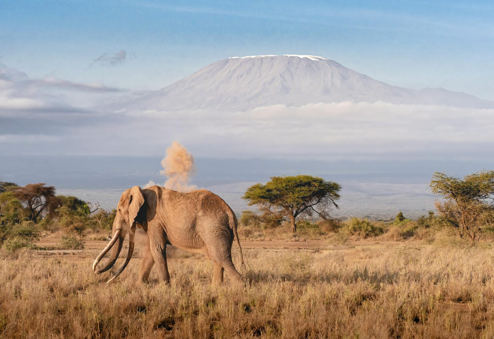 Ngorongoro crater with elephant walking in the field