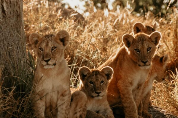 Close up of lion cubs lying down in a trees shade