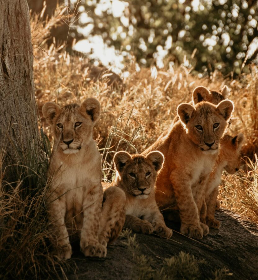 Close up of lion cubs lying down in a trees shade