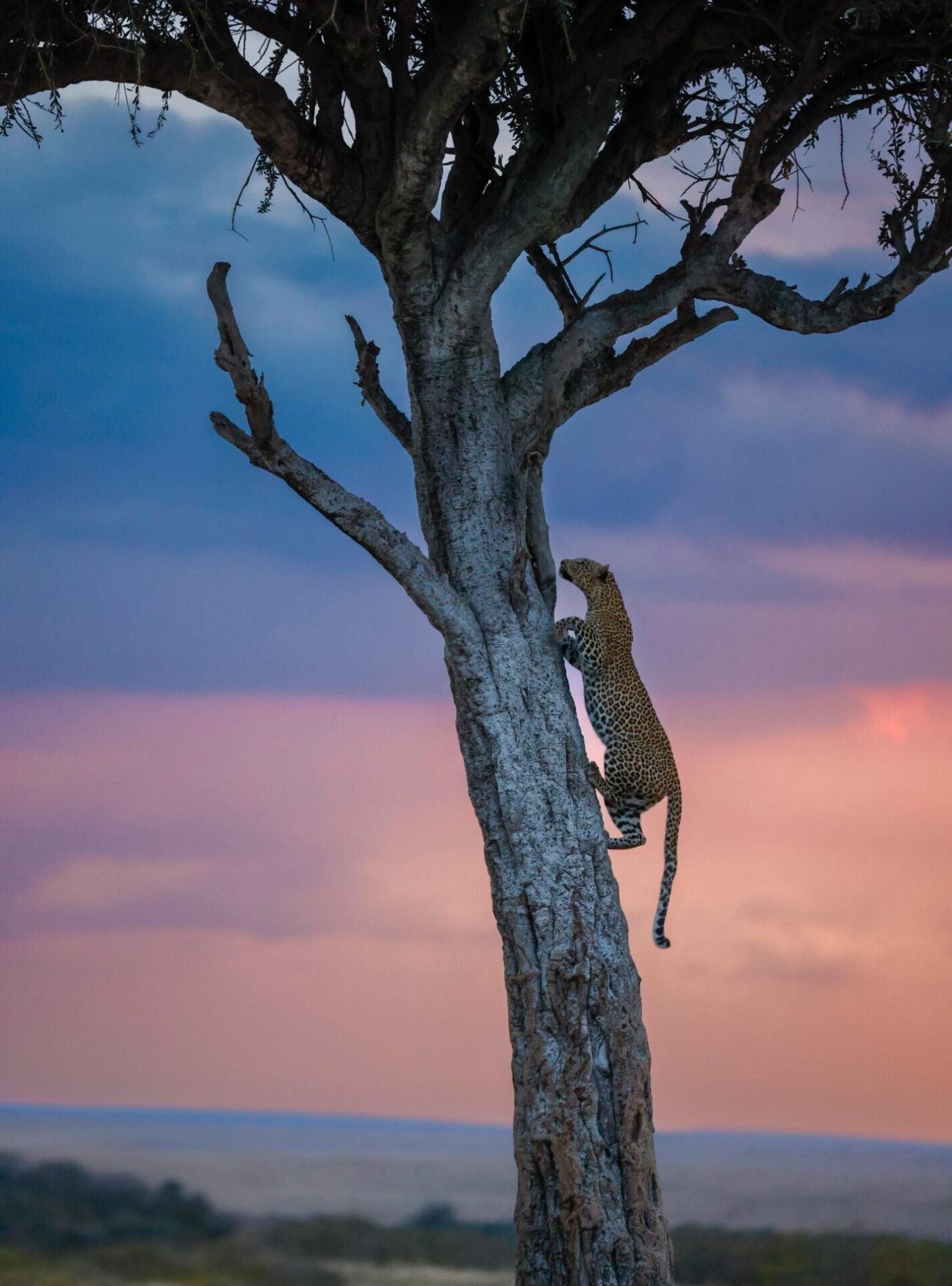 leopard climbing a tree at sunset