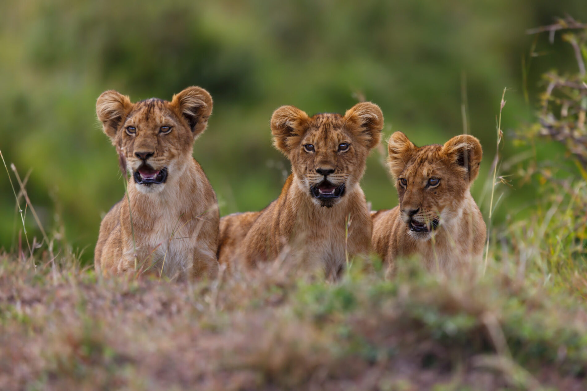 Close up of three lion cubs lying on the grass.