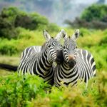 cute zebras nuzzling each other surrounded by lush green vegetation
