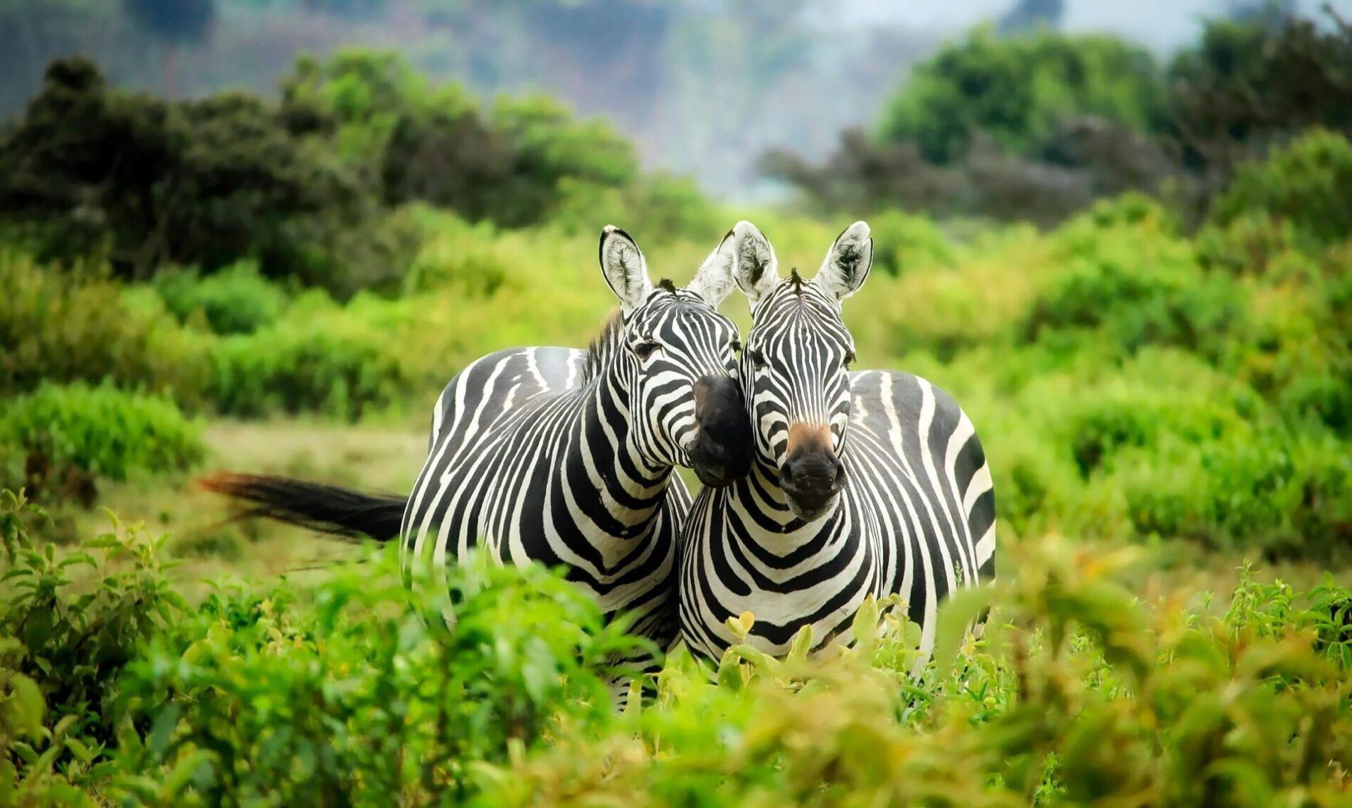 cute zebras nuzzling each other surrounded by lush green vegetation