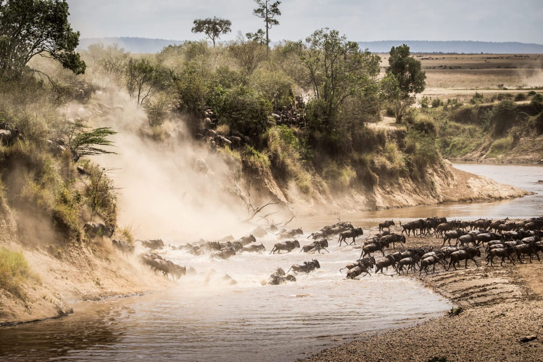 Wildebeest crossing Mara River on migration safari in Serengeti Tanzania