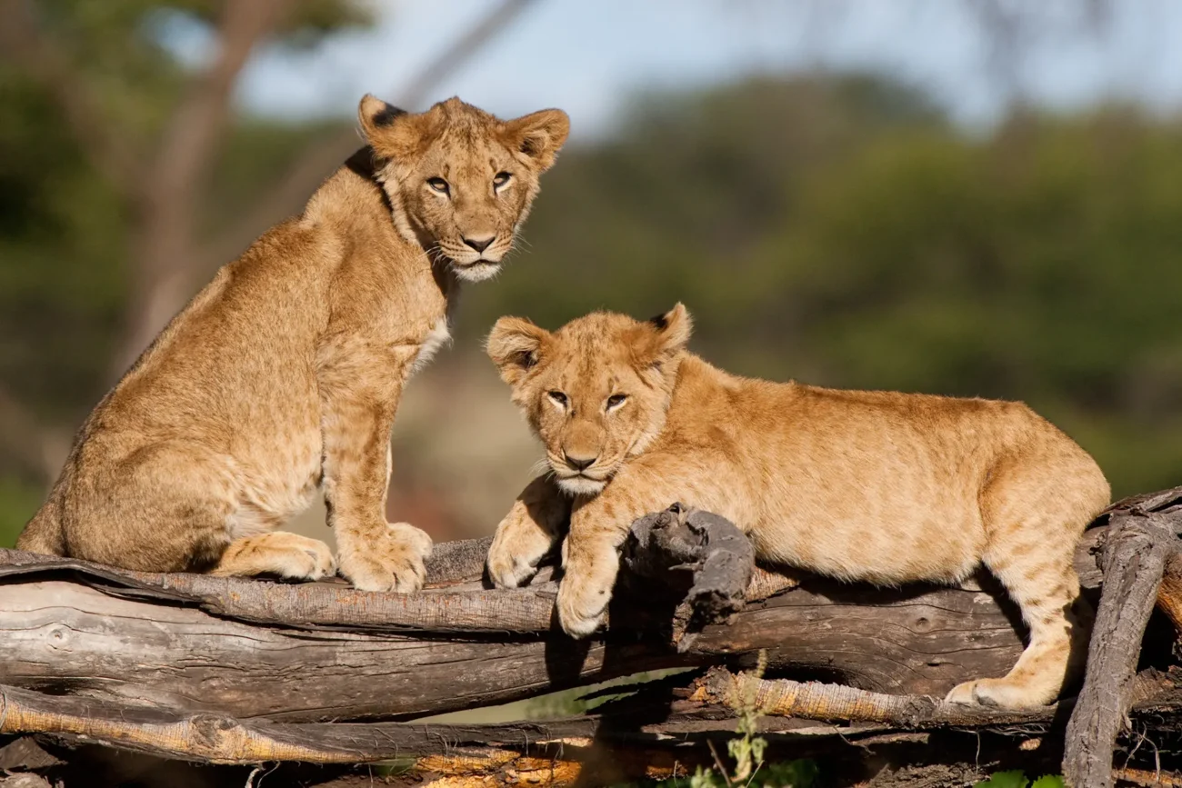 two-young-lion-cubs-on-log
