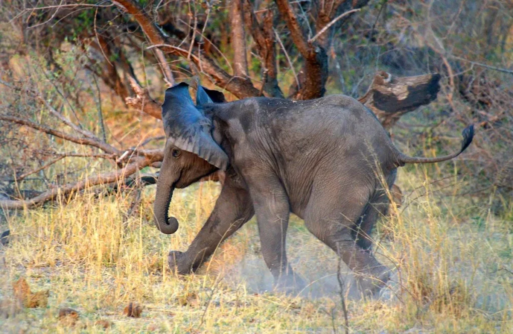 baby elephant running through the grass