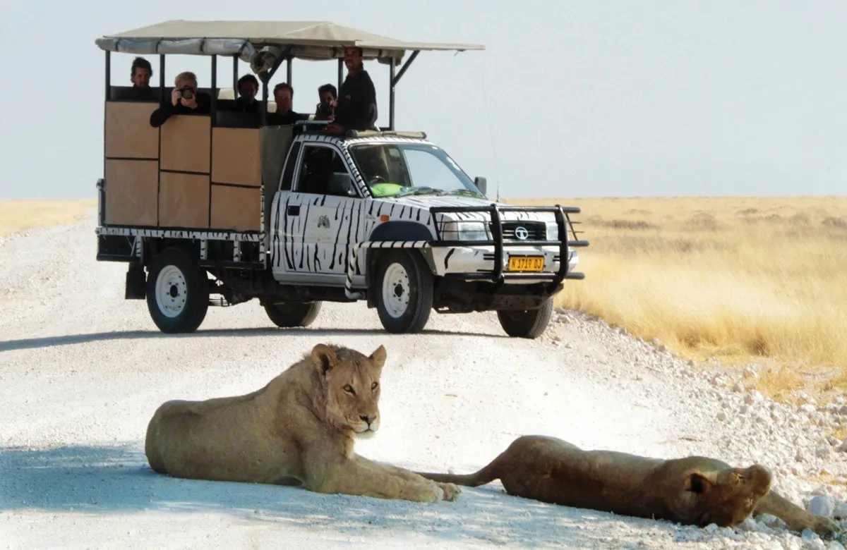 travellers taking pictures of lions lying in the road from an open safari vehicle