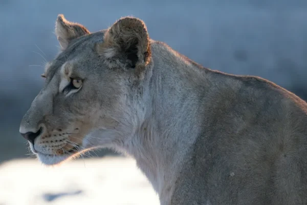 up close picture of lioness staring intensely