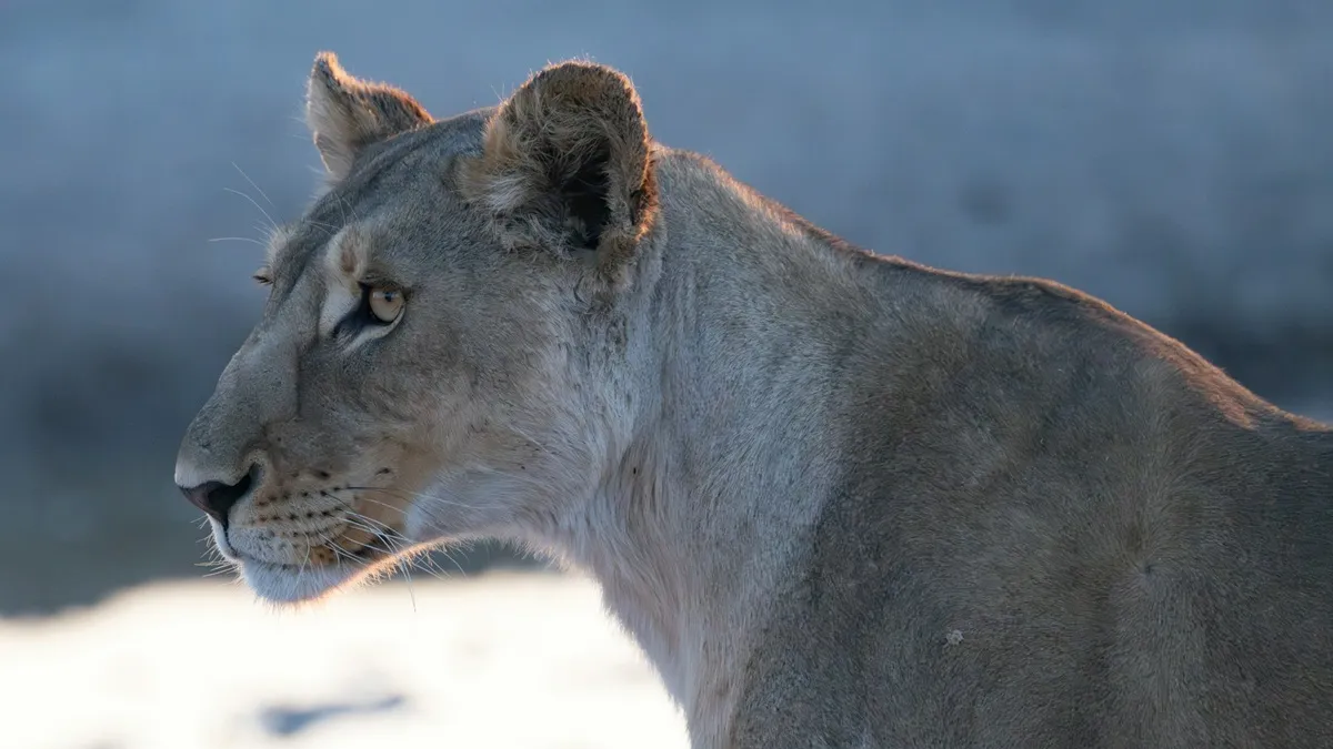 up close picture of lioness staring intensely