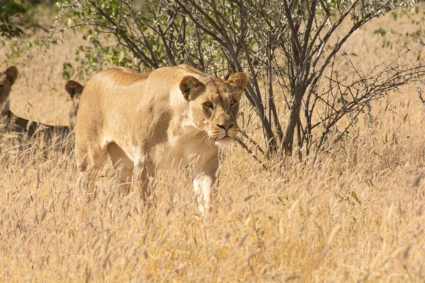 lioness on the prowl hunting in the savanna