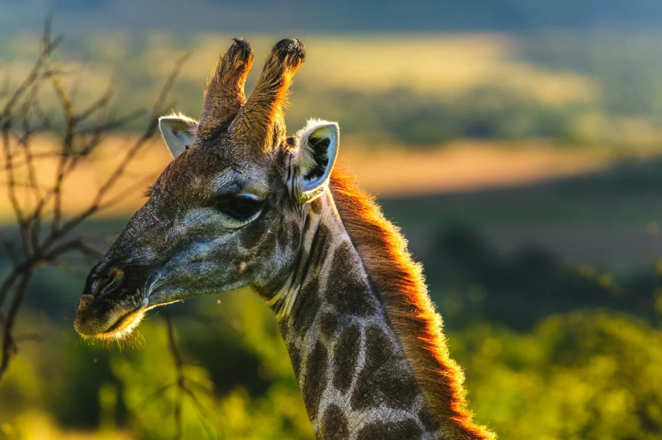Young-giraffe-at-sunset