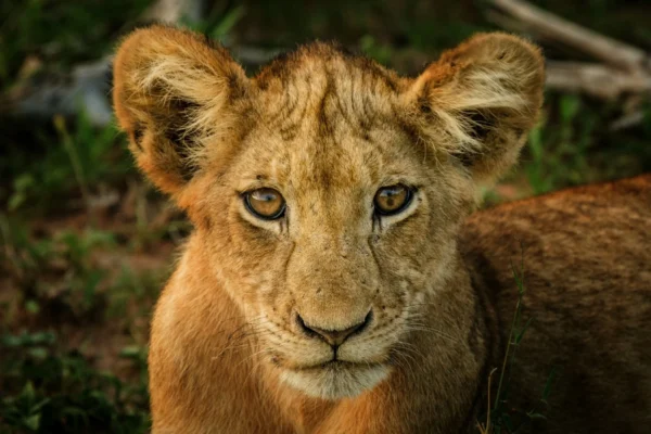 close-up-young-lion-cub