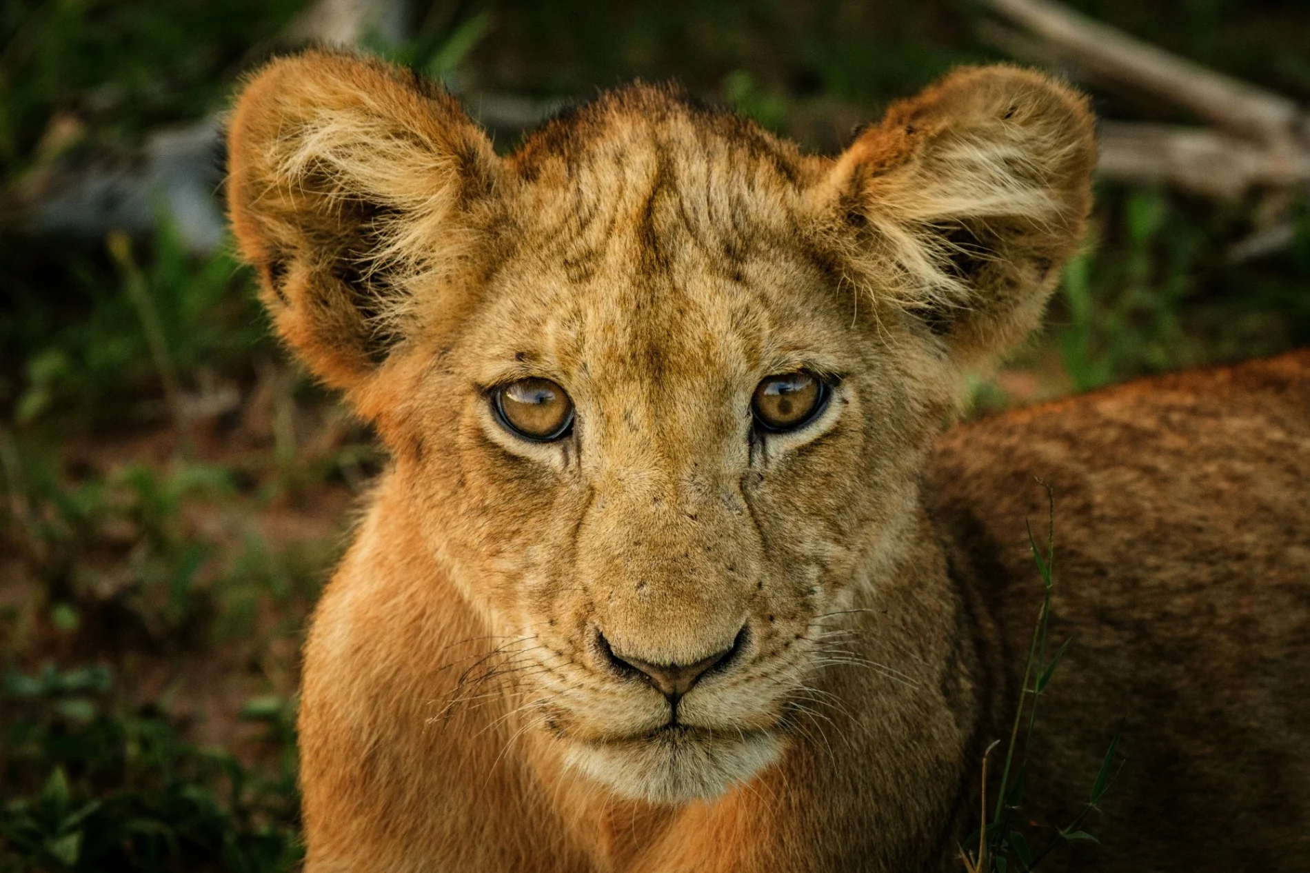 10 Day Botswana & Victoria Falls Small Group Tour – 2026