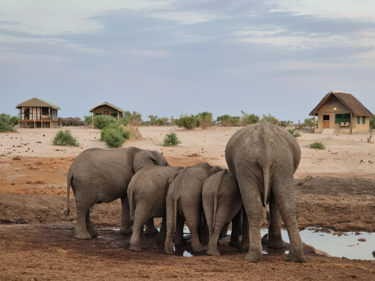 elephant-drinking-at-elephantsands-waterhole