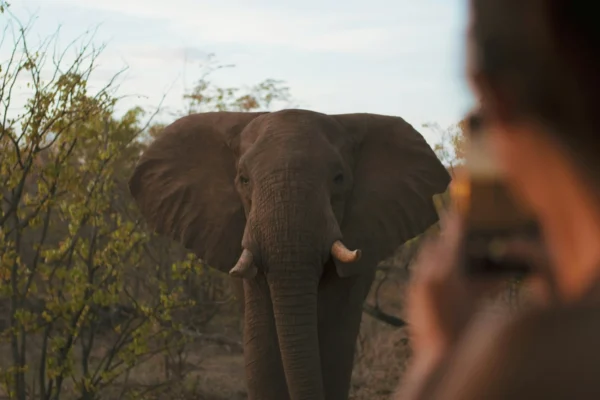 elephant-sighting-africa