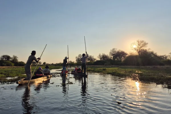 Three local polers take tourists through the delta in mokoros at sunset