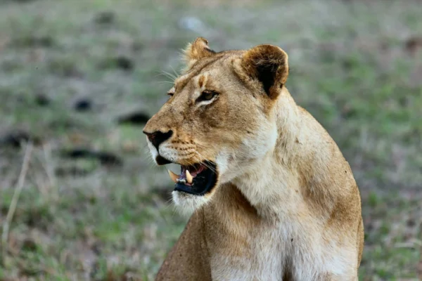 lioness-africa