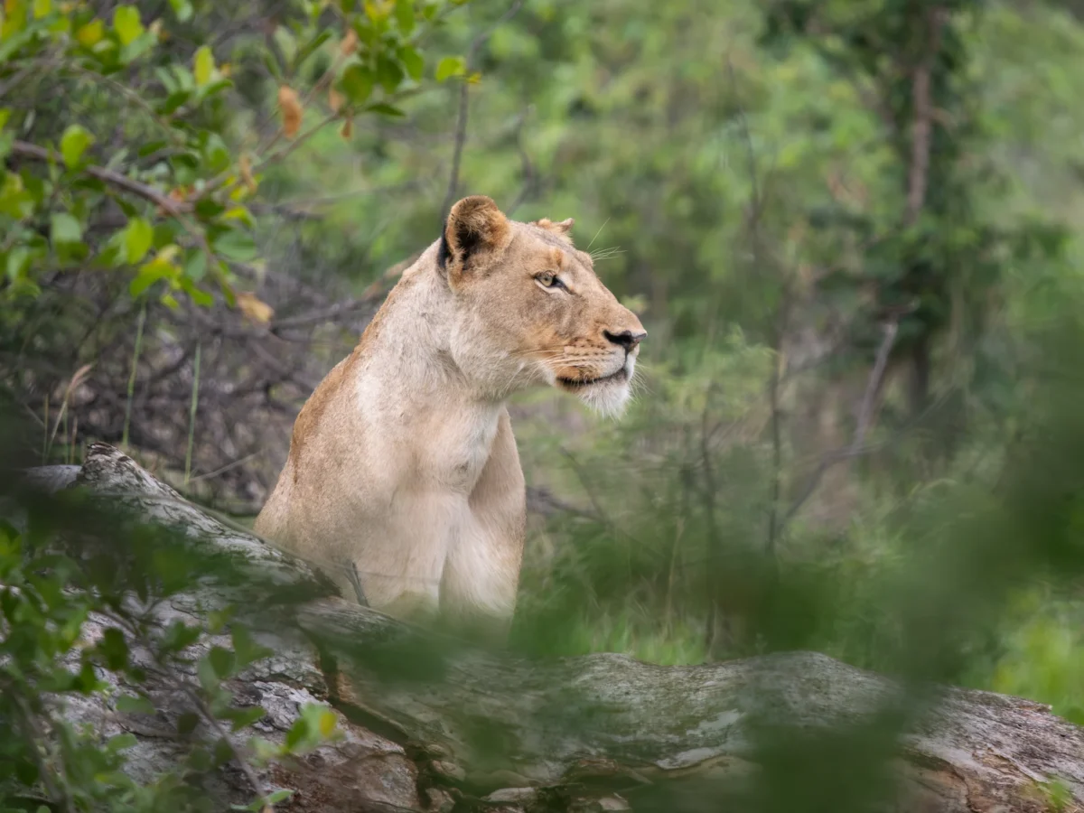 lioness-in-lush-kruger-milima