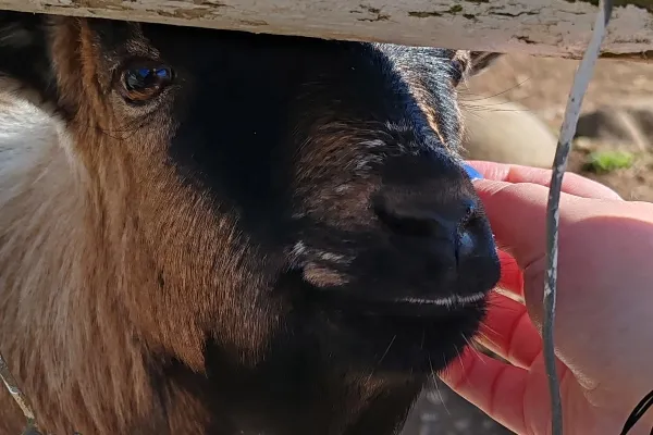 pitstop-goat (2)_converted