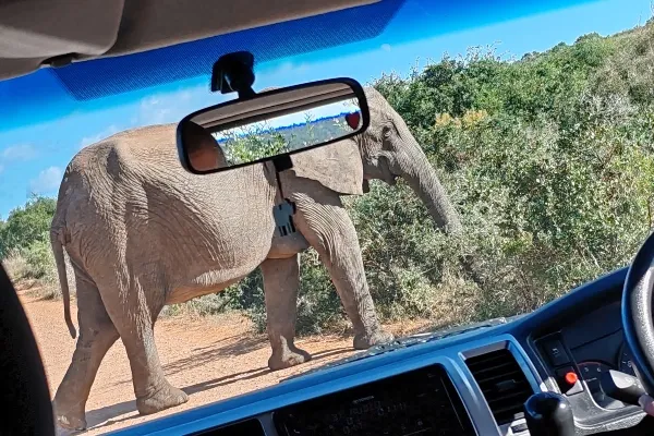 sunrise-safari-addo-elephant-park-elephant-spotted