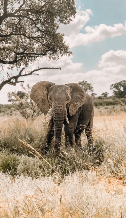 elephant standing next to a tree