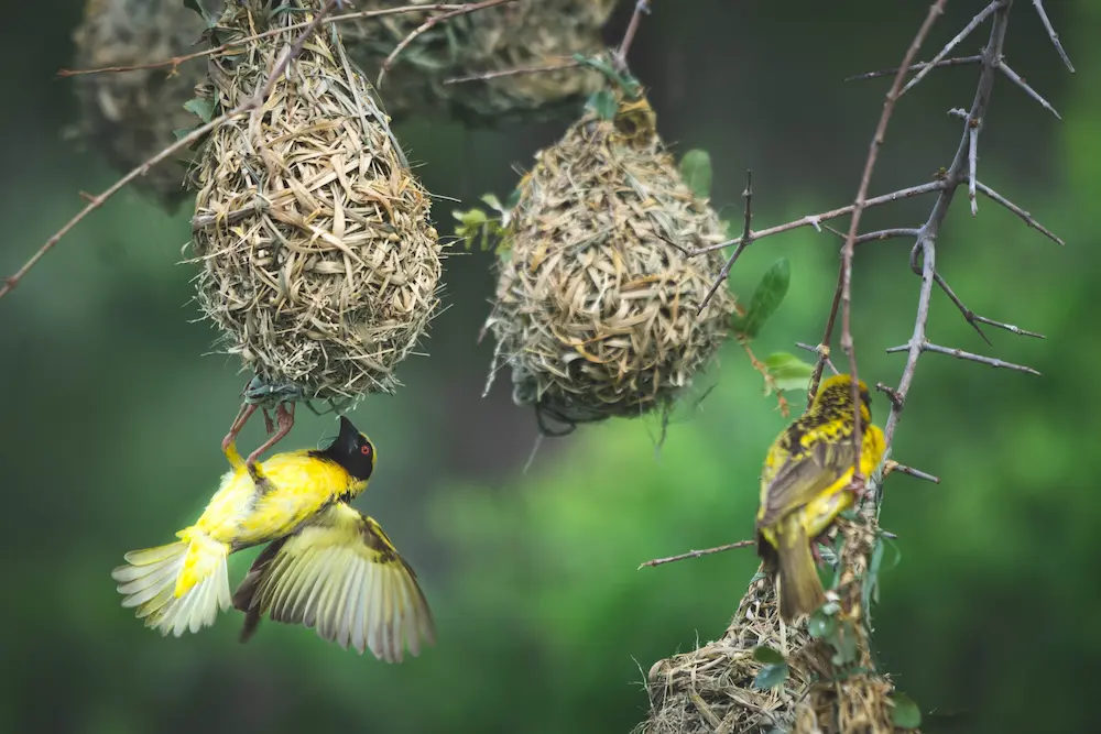yellow eaver birds seen on a game drive in the kruger
