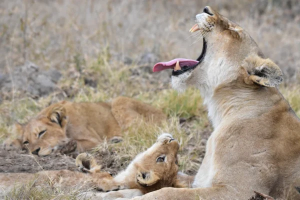 mom lion yawning with cub looking up at her