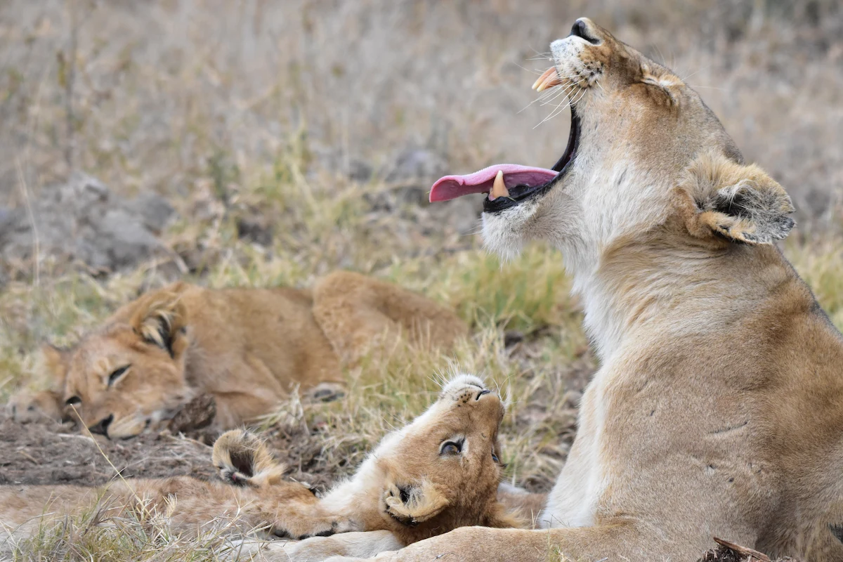 mom lion yawning with cub looking up at her
