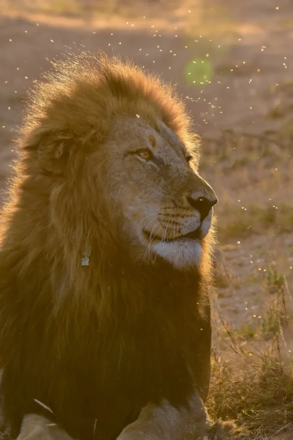 close up of a male lion on a game drive in the kruger