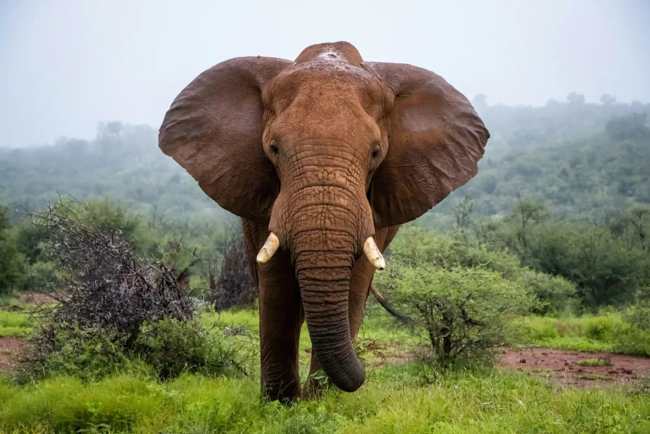Understanding the Best Month to Visit Africa