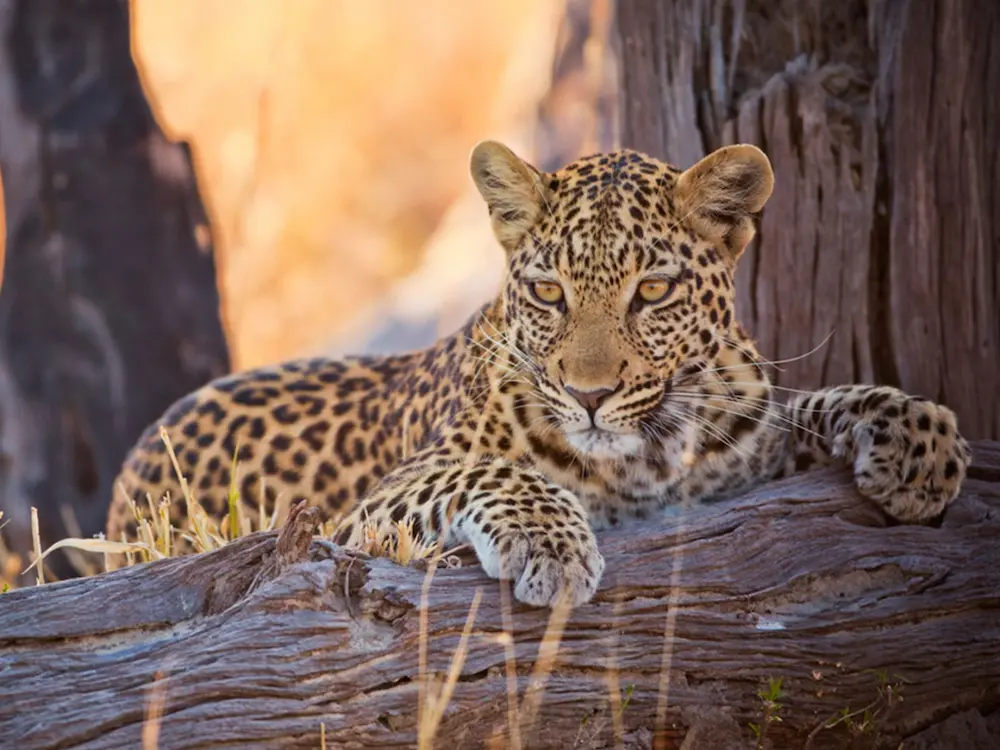 close up of a cheetah in a tree