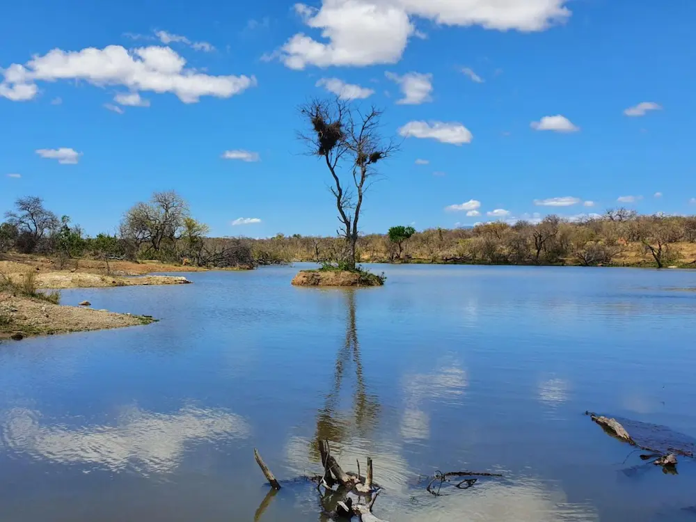 close up of a watering hole in the kruger with a tree in the middle