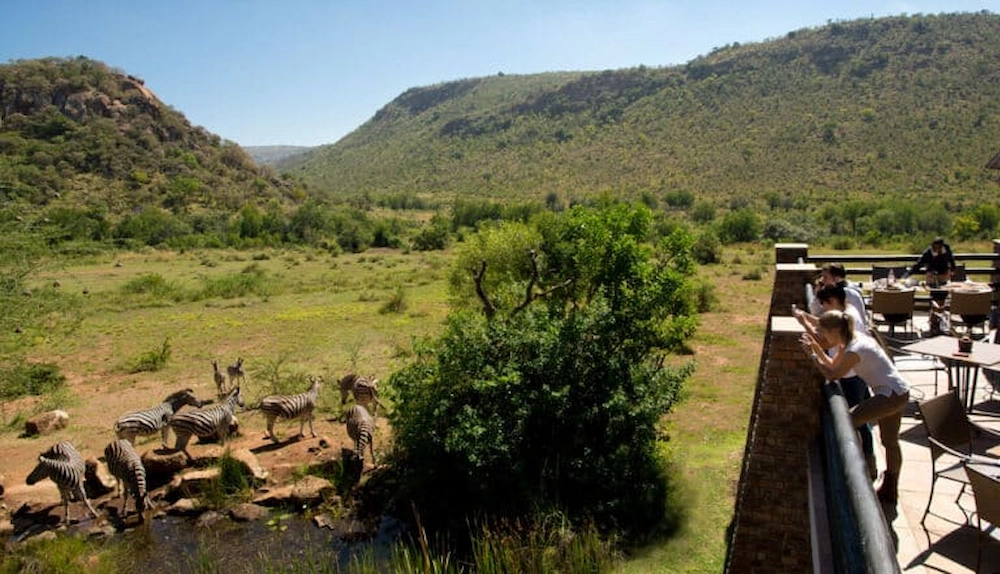 Guests perched on a railing taking photos of a herd of zebras at a watering hole at a lodge in Pilanesberg