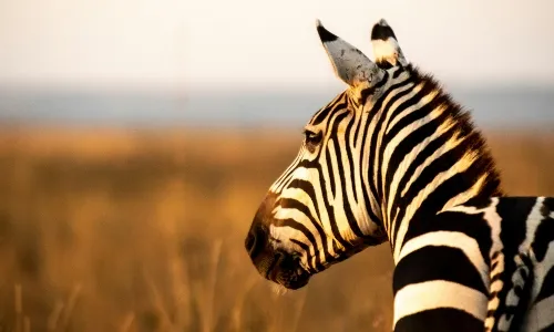 East Africa Safaris_converted