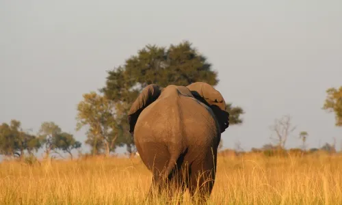 Elephant walking through an africa tour_converted