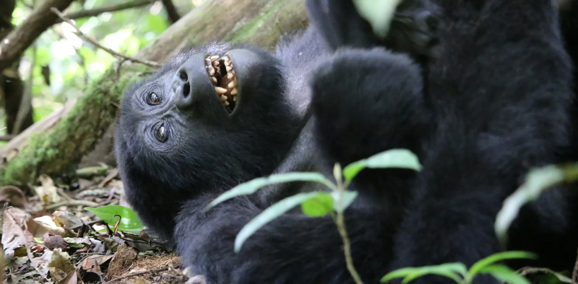 Gorilla trekking in Uganda_converted