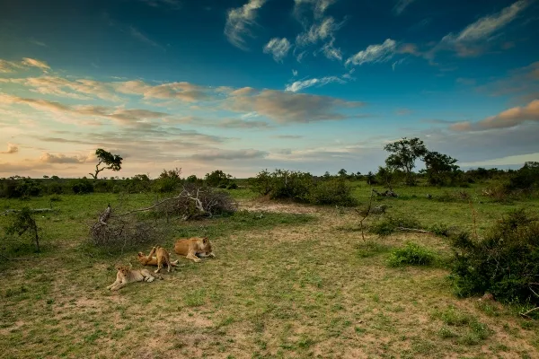 Lion in landscape_converted
