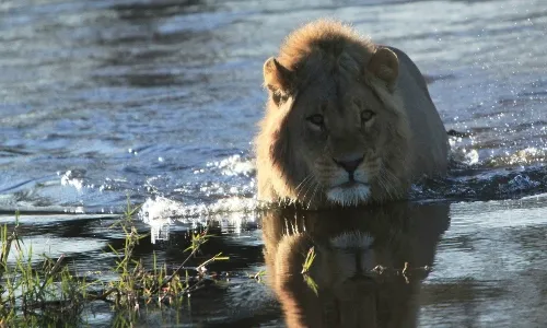 Lion walking in water. South African safari_converted