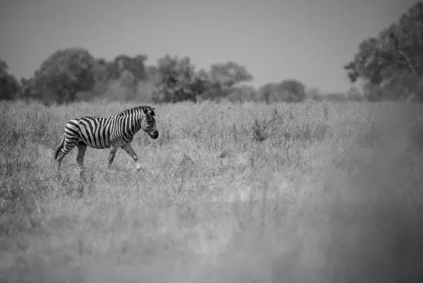Zebra Wildlife photography_converted