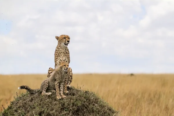 cheetahs-sit-on-mound-serengeti