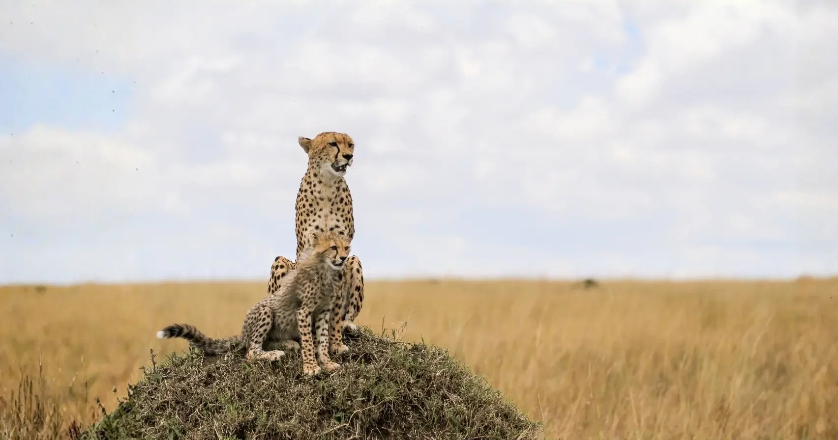 10 Day Serengeti, Ngorongoro & Zanzibar Overland Tour