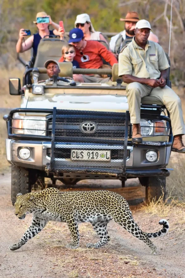 leopard-sighting-on-game-drive-mohlabetsi