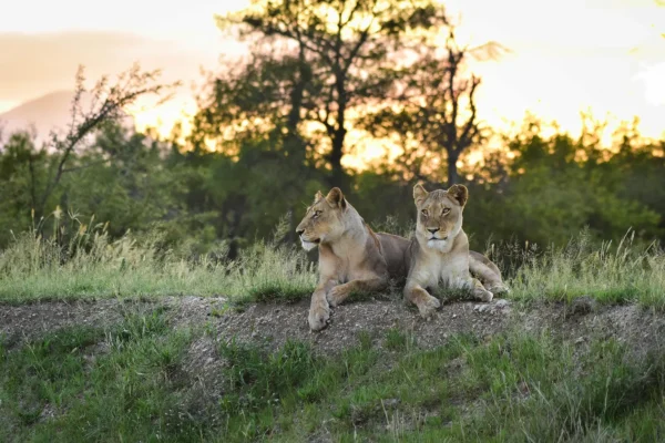 two-lions-in-kruger-bushveld-mohlabetsi