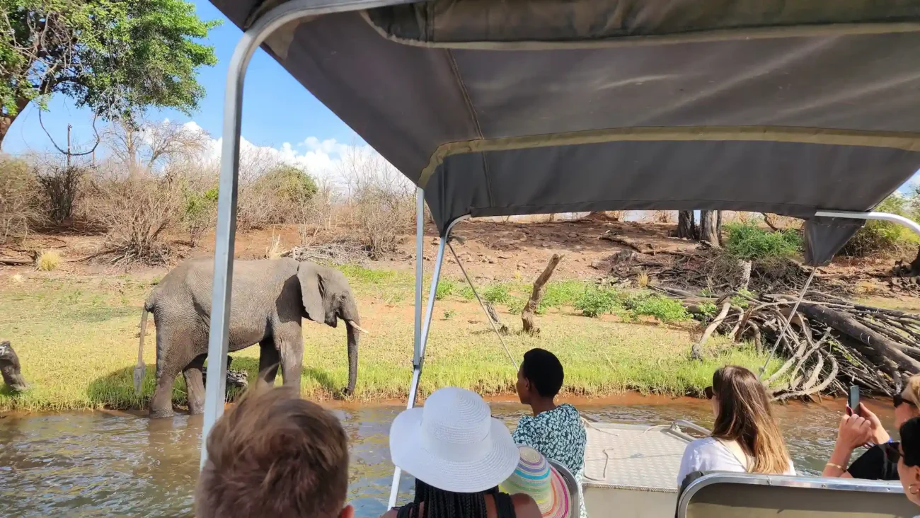 chobe-river-cruise-elephant-sighting