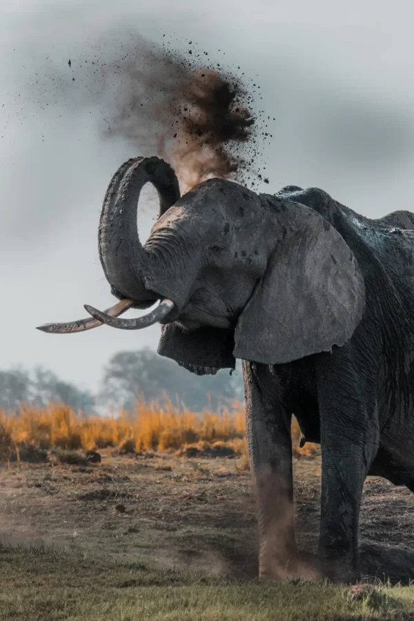 elephant-covers-itself-with-dust-chobe