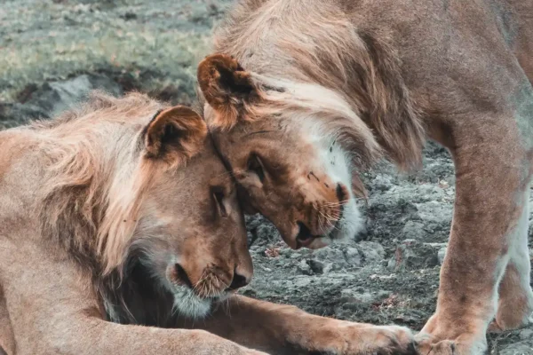 Two lions rub heads in Chobe National Park